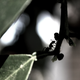 Illustration for article titled 294 Creepy Crawly Bug Wallpapers